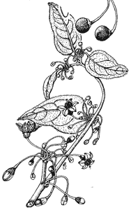 Parvifolium