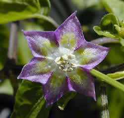 Praetermissum-flower
